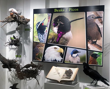 Picture showing different styles of bird beaks