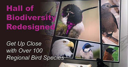 Hall of Biodiversity Redisigned - Get up close with over 100 regional bird species