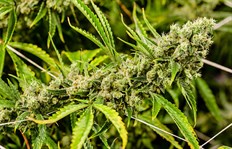 County Cannabis FAQs